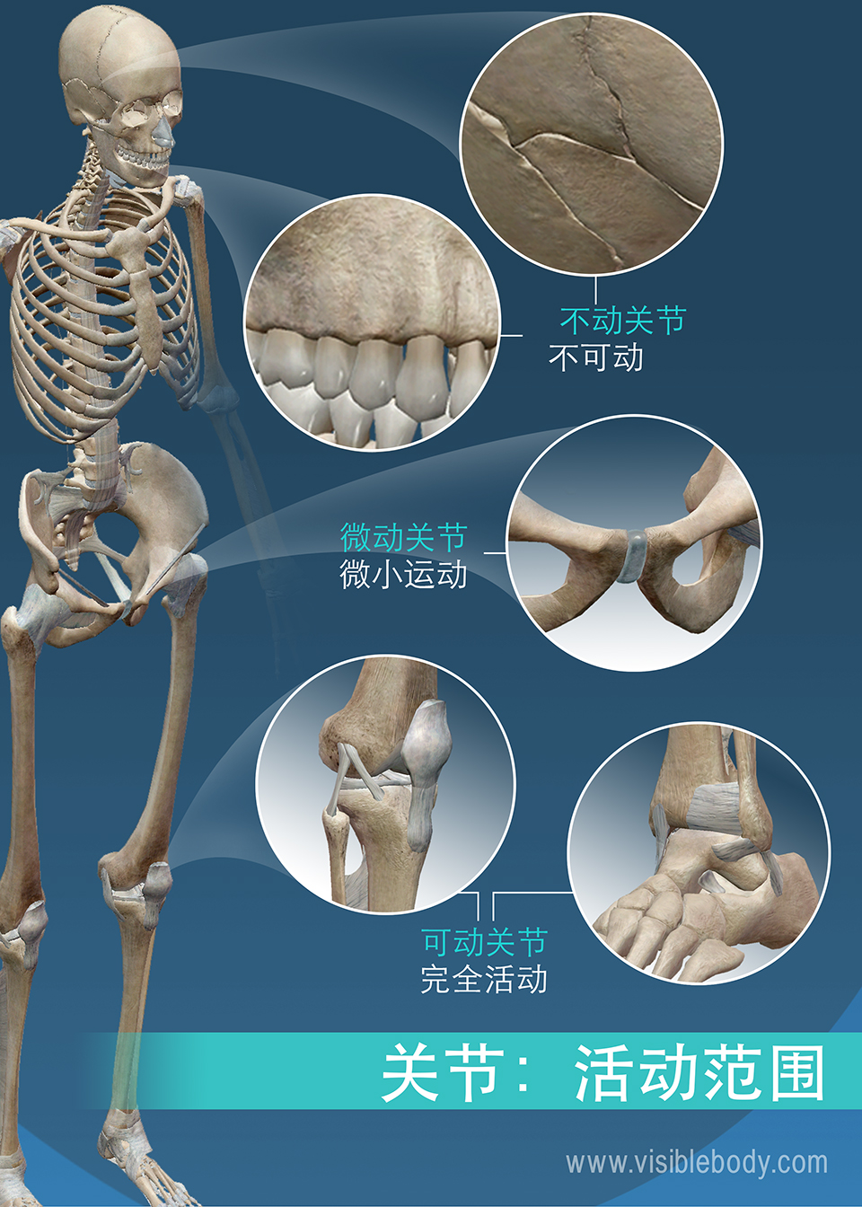 关节类型可以按活动范围分类： 不动关节、微动关节和可动关节